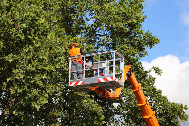 Tree and Shrub Care in Magna, UT