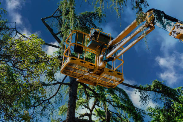 Why Choose Our Tree Removal Services in Magna, UT?